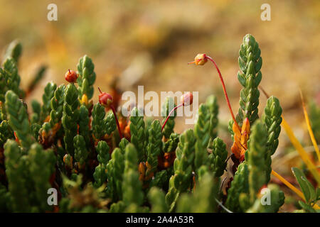 Arktische mountain Heather (Cassiope tetragona) mit Früchten. Stockfoto