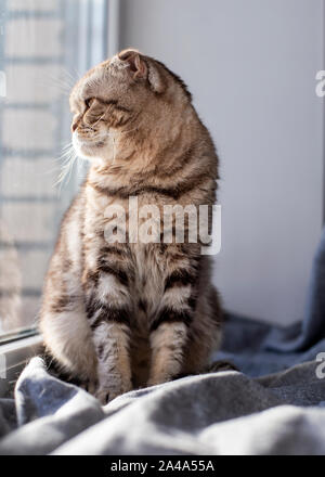 Süße Katze Scottish Fold sitzt auf dem Fensterbrett am Fenster und schaut nachdenklich durch ein klares Glas in der Straße, in die Strahlen der Frühlingssonne Stockfoto