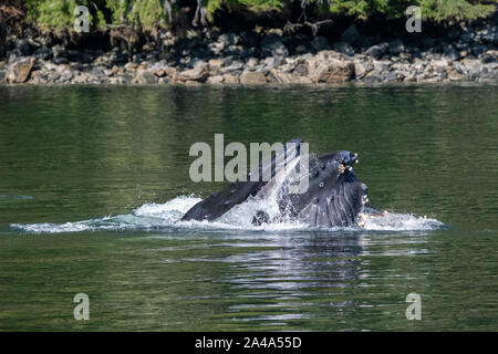 Kanada, British Columbia, Great Bear Rainforest, Khutze Einlass. Buckelwal bubble Netz. Stockfoto