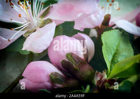 Knospen der Blumen von einem Apfel-Baum und Blätter auf einem apple tree branch im Frühjahr. Stockfoto