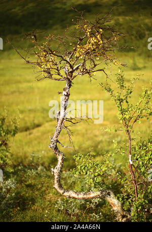 Twisted Moor-birke vor Defokussierten Marsh. Stockfoto