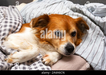 Süße kleine Hund liegend auf einem Kissen im Bett unter der Decke, bereit zum Schlafen Stockfoto