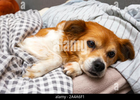 Süße kleine Hund liegend auf einem Kissen im Bett unter der Decke, bereit zum Schlafen Stockfoto