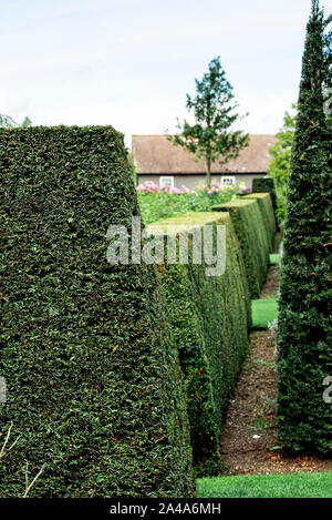 Schließen abgeschnitten, formale Eibe Absicherung. Breite an der Basis mehr Licht in die unteren Teile zu ermöglichen. Stockfoto