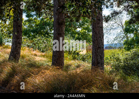 Waldrand, mit Pinien und goldbraun Gräser im frühen Herbst, UK. Stockfoto