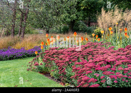 Herbst Blume Grenze, Kniphofia rooperi, red hot Poker, Sedum, Hylotelephium und Astern. Bunte Herbst Grenze. Stockfoto