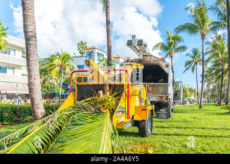 Miami, USA - September 09.09.2019: Schnitt Palmen auf Miami South Beach USA Stockfoto