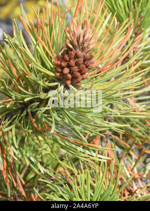 Männliche Pollen - die Kegel der lodgepole Pine (Pinus contorta). Separate männliche und weibliche Kegel auf demselben Baum angezeigt. Maligne Lake, Jasper, Alberta, C Stockfoto