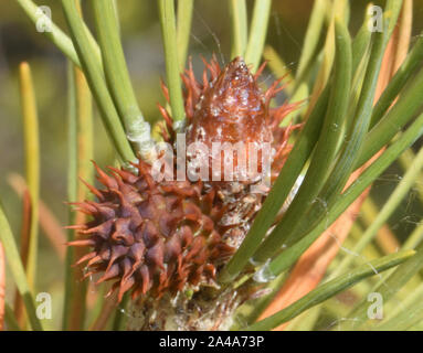 Steckkegel der lodgepole Pine (Pinus contorta). Separate männliche und weibliche Kegel auf demselben Baum angezeigt. Maligne Lake, Jasper, Alberta, Kanada, Stockfoto