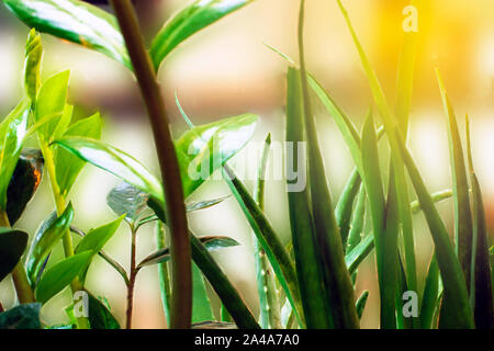 Grüner Sommer glänzende Gras in sunlightg. Helle natur Hintergründe verschwommenen Hintergrund Stockfoto