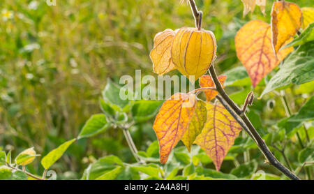 Peruanische physalis mit Früchten Detailansicht im Sommer Stockfoto