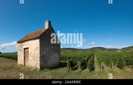 Reben, Cote de Beaune, Burgund, Frankreich. Stockfoto