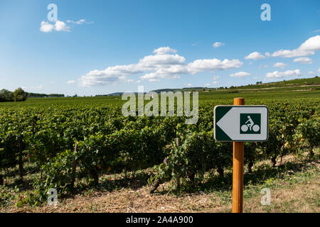 Grüne Radweg durch die Reben, Cote de Beaune, Burgund, Frankreich. Stockfoto