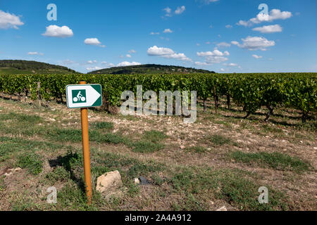 Grüne Radweg durch die Reben, Cote de Beaune, Burgund, Frankreich. Stockfoto