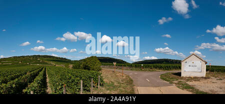 Reben, Cote de Beaune, Burgund, Frankreich. Stockfoto