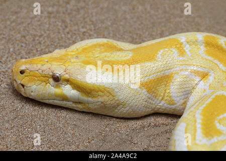 Dunkler Tigerpython Stockfoto