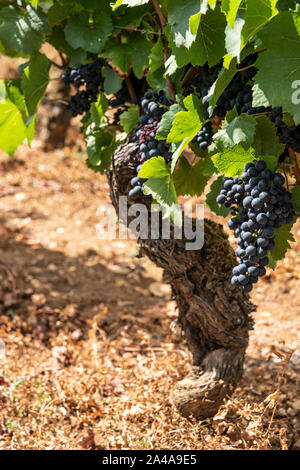 Rote Trauben am Weinstock zur Ernte bereit, Cote de Beaune, Burgund, Frankreich. Stockfoto