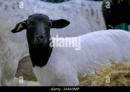 Portrait von niedlichen Lammes an landwirtschaftlichen Tier Ausstellung, Messe Stockfoto