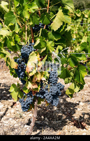 Rote Trauben am Weinstock in Cote de Ventoux, in Bedoin, Provence, Frankreich. Stockfoto