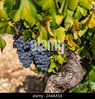 Rote Trauben am Weinstock, Cote de Ventoux, Bedoin, Frankreich Stockfoto