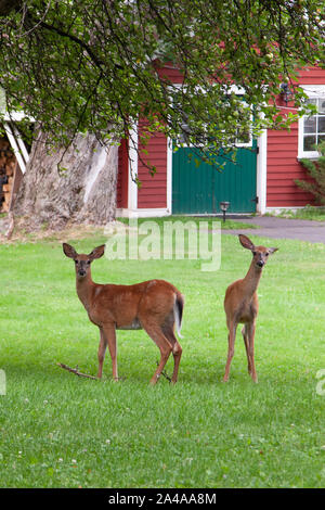 Zwei kleine Rehe stehen kurioserweise im Hinterhof an der Fotograf, Stockfoto