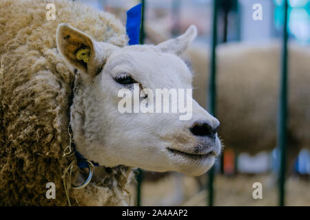 Texel Schaf mit Tier Ausstellung, Messe - Nahaufnahme Stockfoto