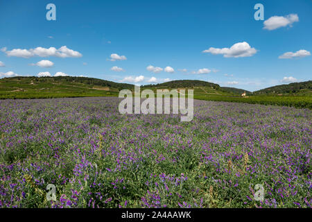 Vicia cracca Blumen zwischen Reben gepflanzt, Cote de Beaune, Frankreich. Stockfoto