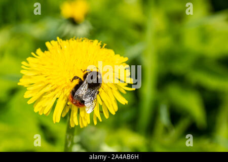 Hummel (BOMBUS) sammelt Nektar von Blüten gelb Löwenzahn (Taraxacum officinale), gegen einen verschwommenen Hintergrund. Close-up. Stockfoto