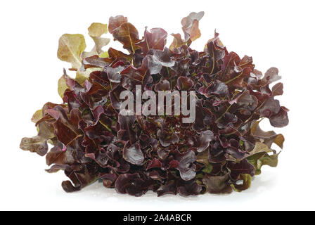 Lollo Rosso Salat isoliert auf weißem Hintergrund Stockfoto