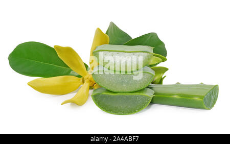 Frische Aloe Vera Blatt mit Blumen auf weißem Hintergrund Stockfoto