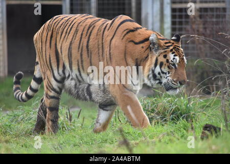 Bengalischen Tiger Noah's Ark Zoo Stockfoto