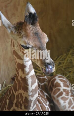 Giraffe Noah's Ark Zoo Stockfoto