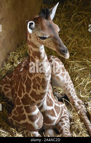 Giraffe Noah's Ark Zoo Stockfoto