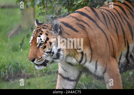 Bengalischen Tiger Noah's Ark Zoo Stockfoto