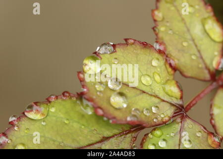 Regen fällt auf Rosenblüten Stockfoto