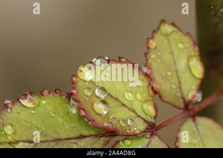 Regen fällt auf Rosenblüten Stockfoto