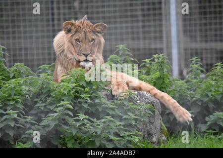 Afrikanischer Zoo der Arche Noah Stockfoto