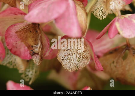 Hydrangea oder Hortensia Färbung im Herbst, Skelette, und die Regentropfen sie naß halten. Stockfoto