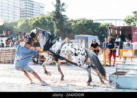 VALENCIA, Spanien - September 28,2019: Pferd ziehen ist ein Zugpferd Wettbewerb wo Pferde im Kabelbaum, einen gewichteten Schlitten ziehen und der Gewinner ist der Kaffee Stockfoto