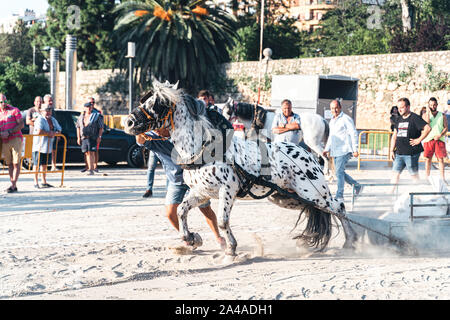 VALENCIA, Spanien - September 28,2019: Pferd ziehen ist ein Zugpferd Wettbewerb wo Pferde im Kabelbaum, einen gewichteten Schlitten ziehen und der Gewinner ist der Kaffee Stockfoto