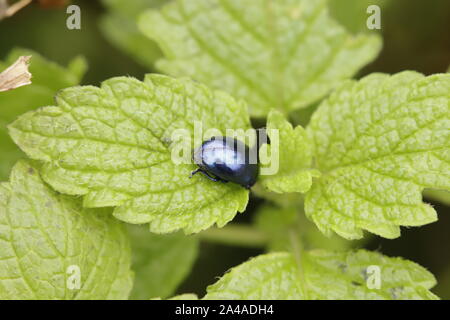 Agelastica alni oder Erle leaf Beetle Stockfoto