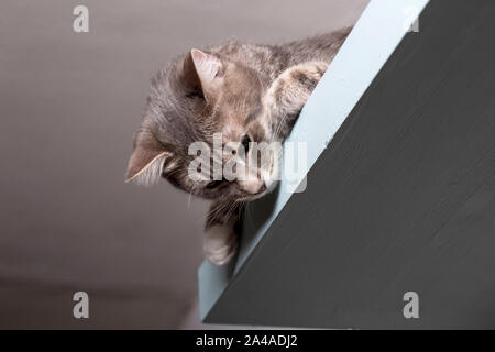 Junge, schöne, ruhige Katze liegt auf einem Regal unter der Decke und blickt. Stockfoto