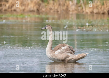 Jugendkriminalität, höckerschwan Cygnus olor, Anzeigen auf einem Teich in Schottland, Großbritannien, im Frühling, Nahaufnahme, mit Schilf im Hintergrund Stockfoto