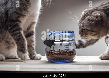 Eine süße Katze sieht und Schnüffelt trockene Lebensmittel in einem durchsichtigen Glas Glas mit Deckel, geschlossen auf ein Metall lock von ÜBERESSEN, der andere sitzt daneben in Stockfoto