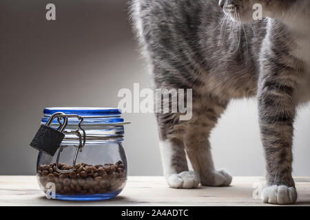 Junge Katze Spaziergänge in der Nähe von trockenen Lebensmitteln in einem durchsichtigen Glas Glas mit Deckel, auf einer metallenen Lock von überernährung in Erwartung der Fütterung geschlossen. Close-up. Stockfoto