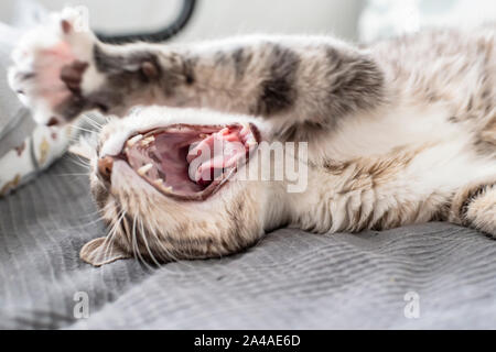 Schläfrige Katze gähnt und liegt auf dem Bett, im natürlichen Licht vom Fenster. Close-up. Stockfoto