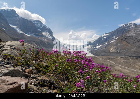 Blumen vor der Columbia Icefields, Kanada Stockfoto