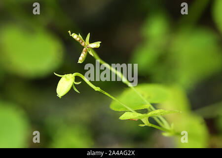 Viola biflora, die alpine gelb-violett, mit Samen. Stockfoto