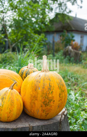 Orange sonnengereiften Kürbisse liegt auf einem Baumstumpf, frisches Gemüse aus dem Garten Stockfoto