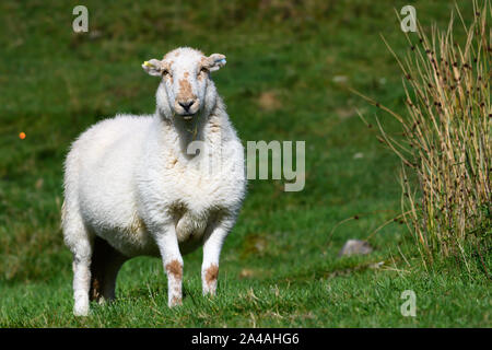 Walisischen Schafe auf einem Hügel in Wales Stockfoto